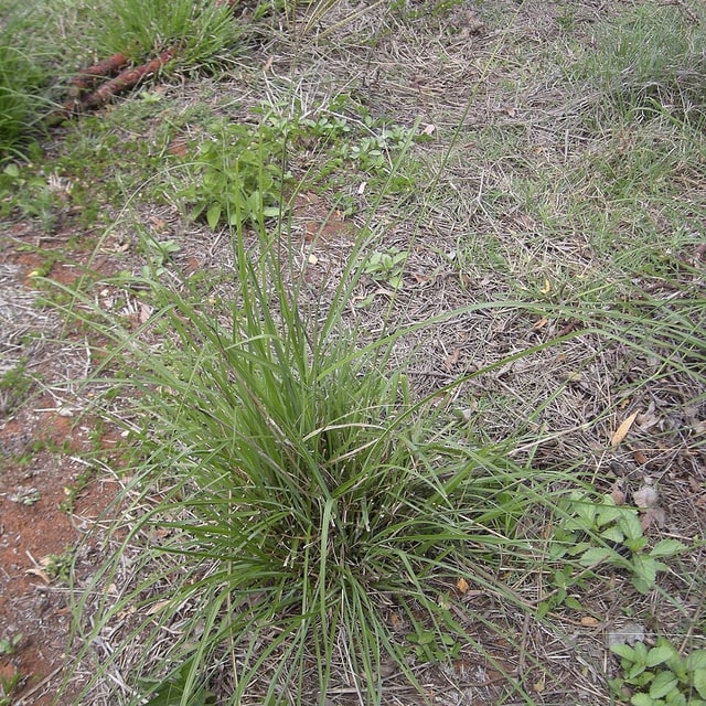 Rhodes Grass Seed