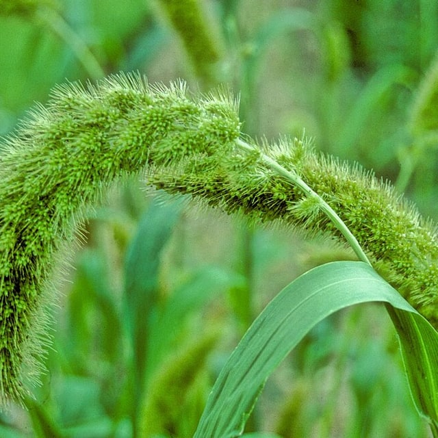 Setaria Grass Seed