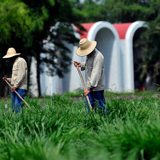 Congo Signal Grass Seed