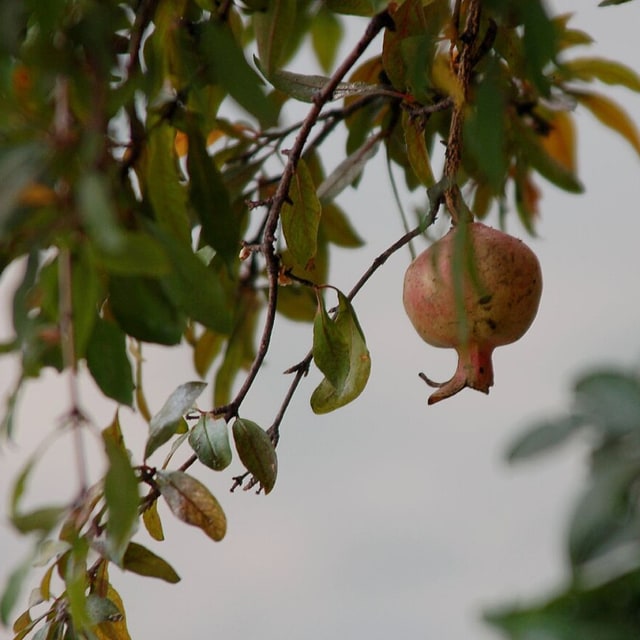 Pomegranate Seed
