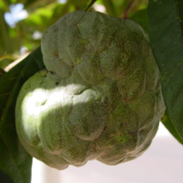 Custard Apple Seed
