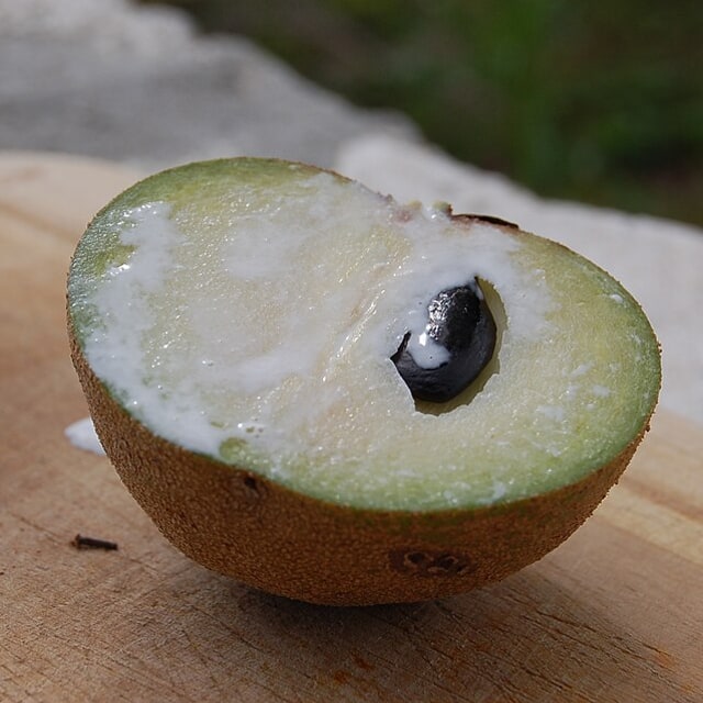 Sapota/Chikoo Seed