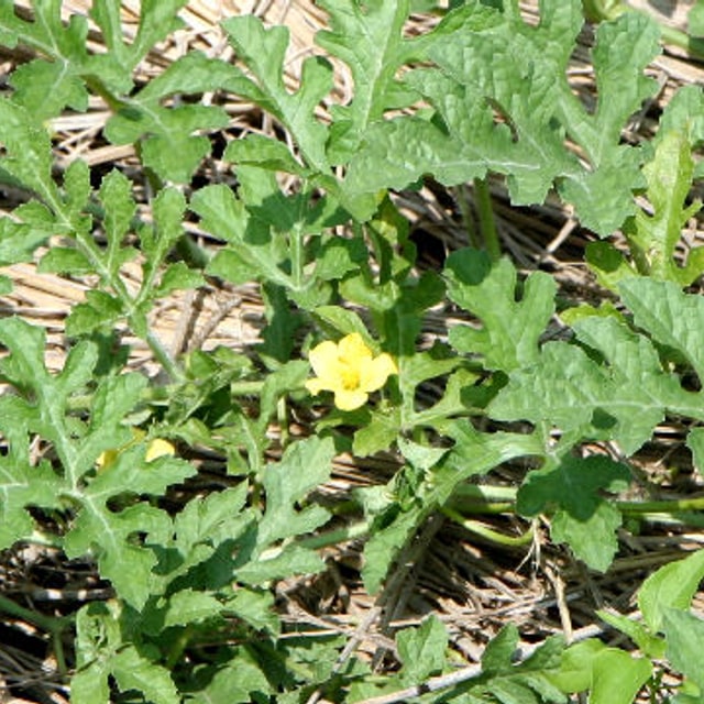 Watermelon Seed for planting