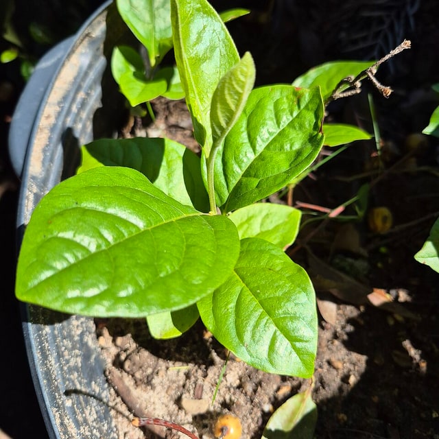 Passion Fruit Seed