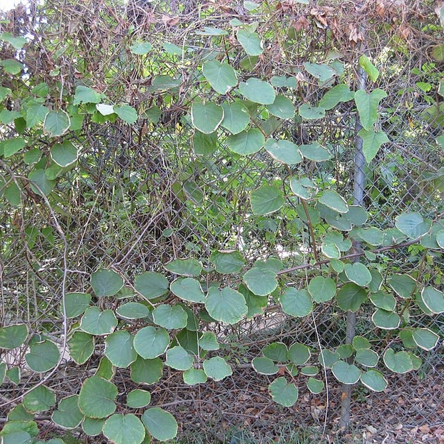Kiwi Seed