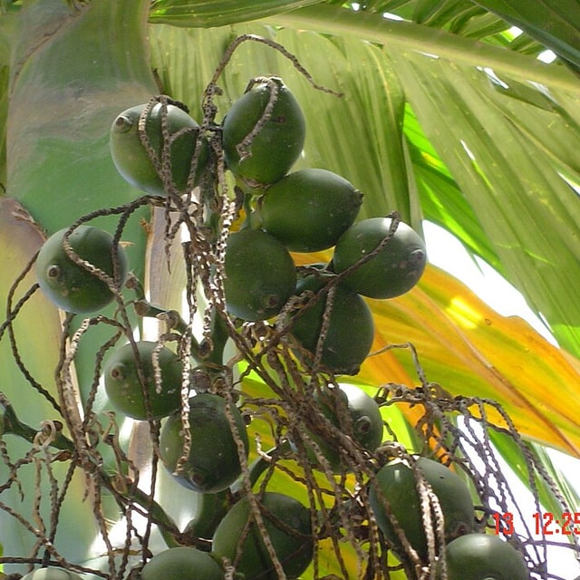 Arecanut Seed for planting
