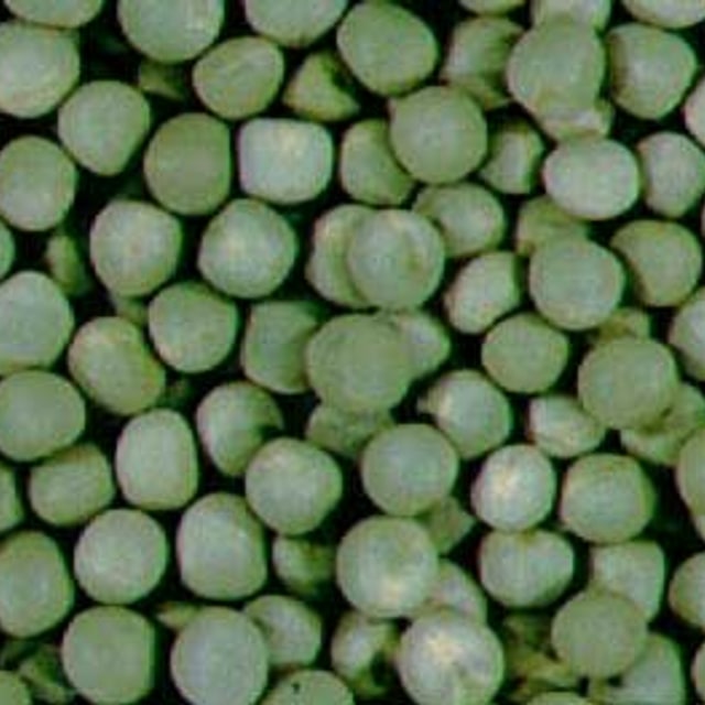 Pear Seed for planting