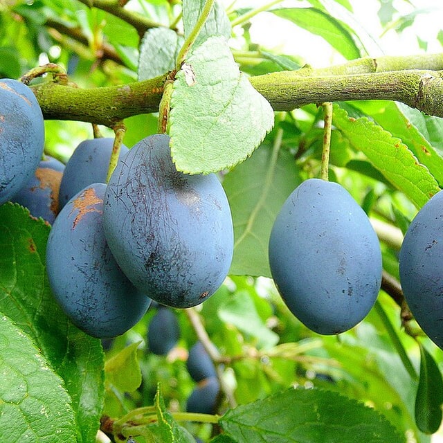 Plum Seed for planting