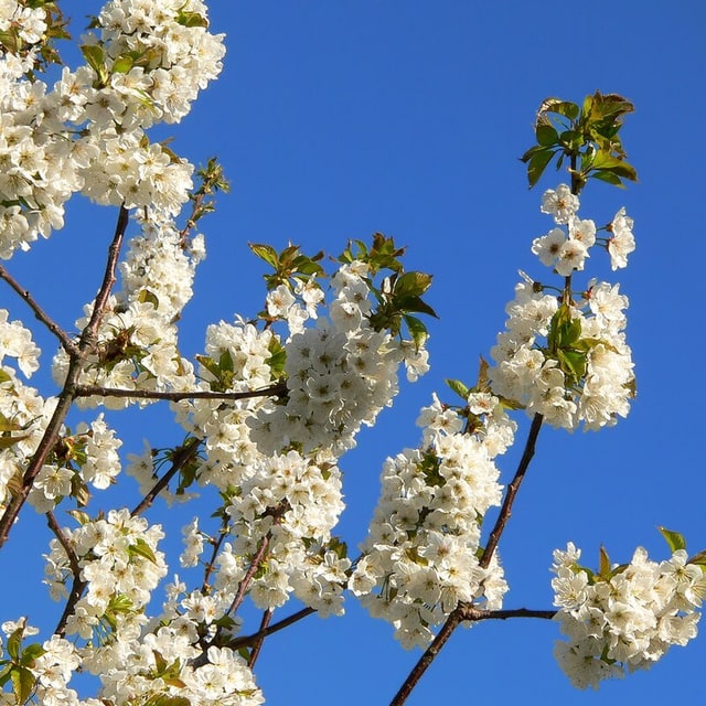 Cherry Seed for planting