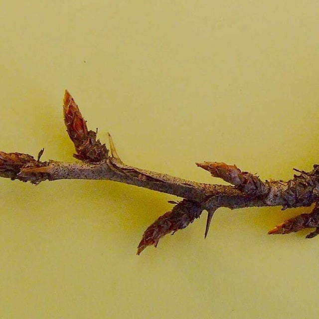 Gooseberry Seed