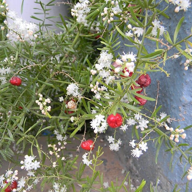 Shatavari Seed