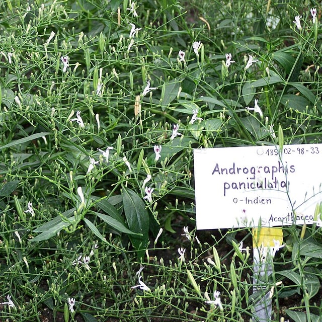 Kalmegh Seed