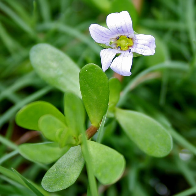 Brahmi Seed