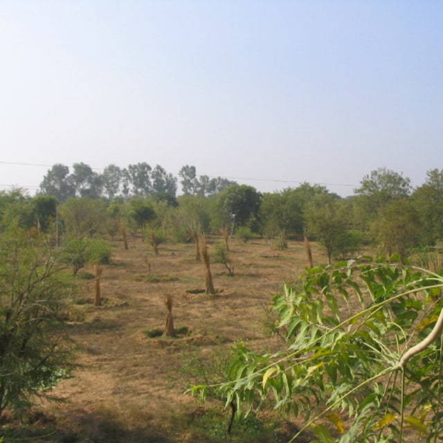 Amla Seed for planting