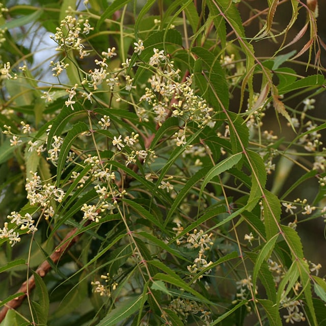Neem Seed for planting