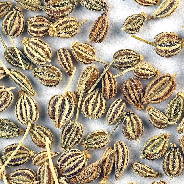 Ajwain Seed for planting