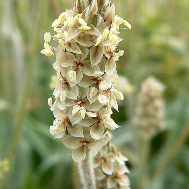 Psyllium Seed for sowing