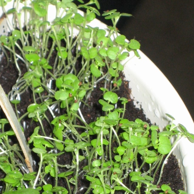 Marjoram Seed