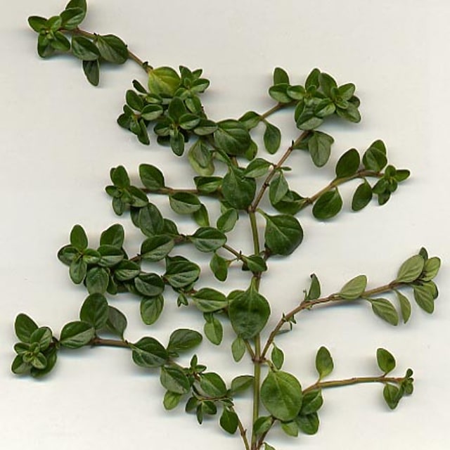 Thyme Seed