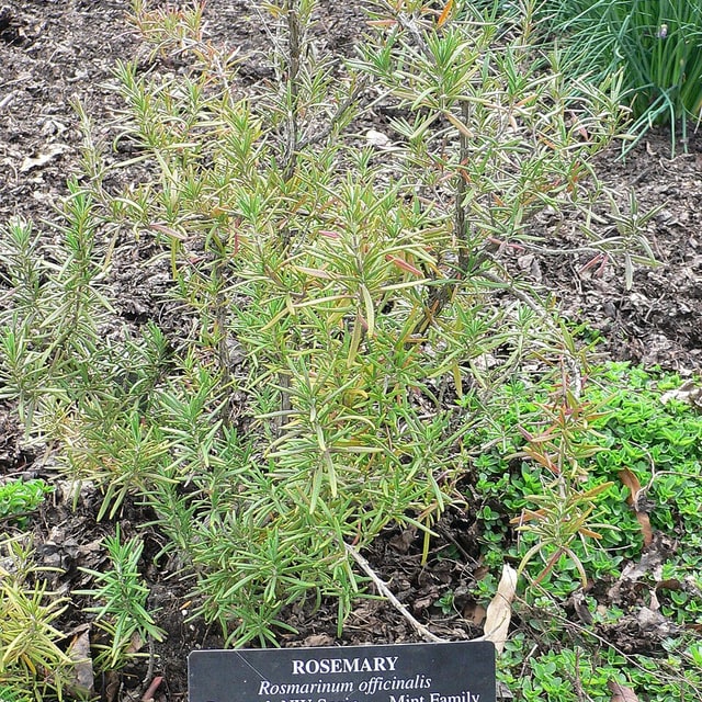 Rosemary Seed