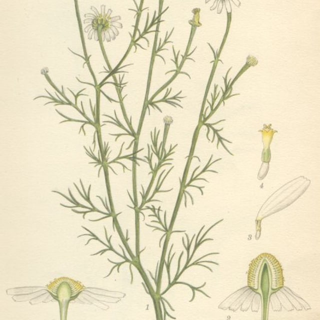 Chamomile Seed