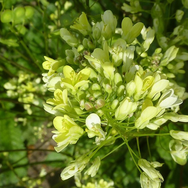 Mustard Seed for sowing