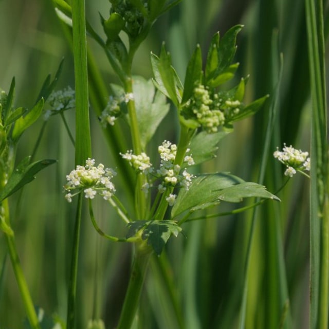 Celery Seed for sowing