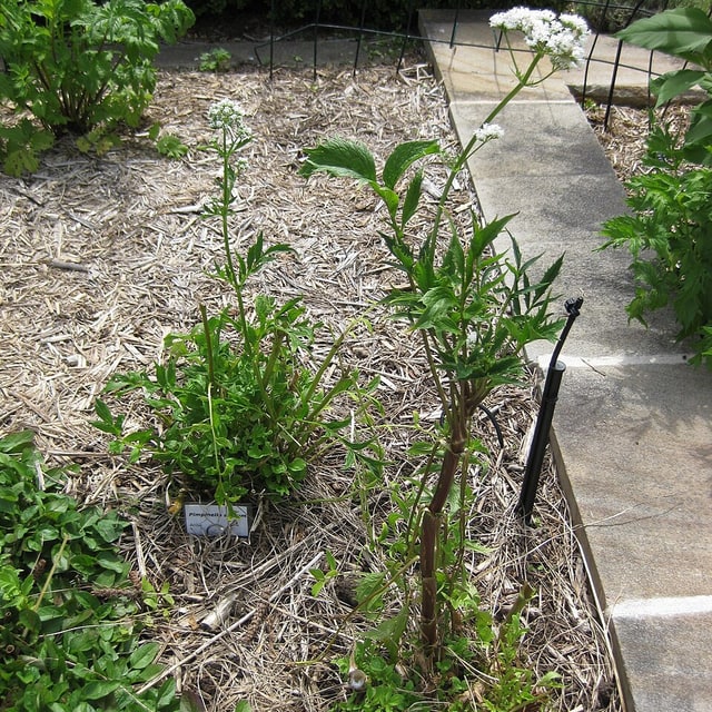 Anise Seed for sowing