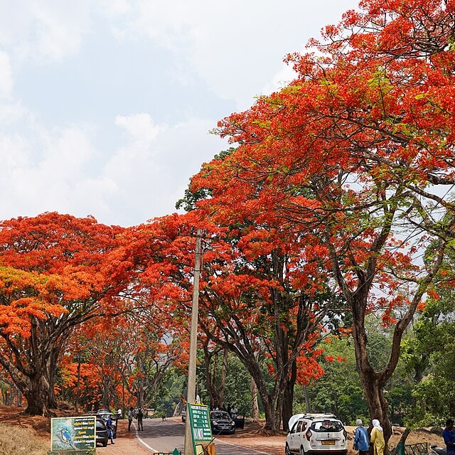 Gulmohar Seed