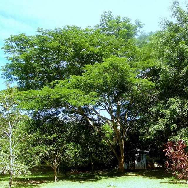 Rain Tree Seed