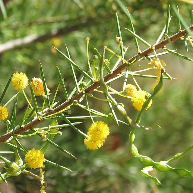 Acacia Seed