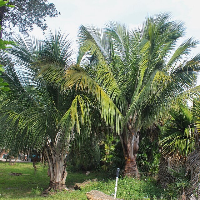Ornamental Palm Seed