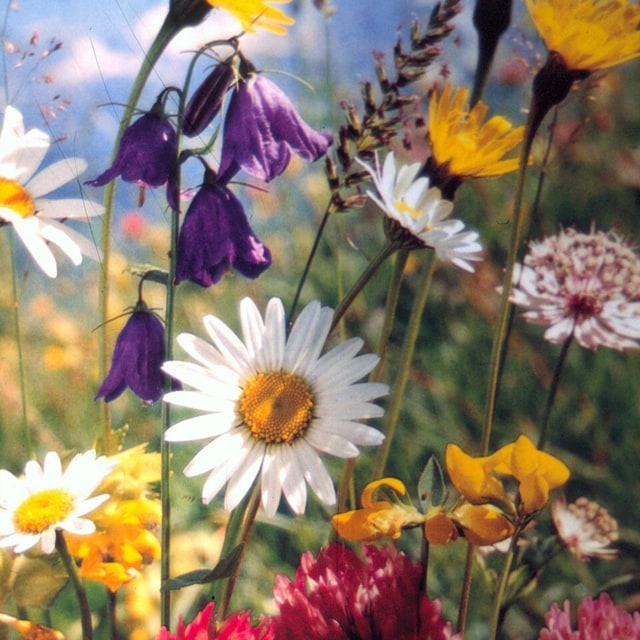 Nursery Mixed Seeds