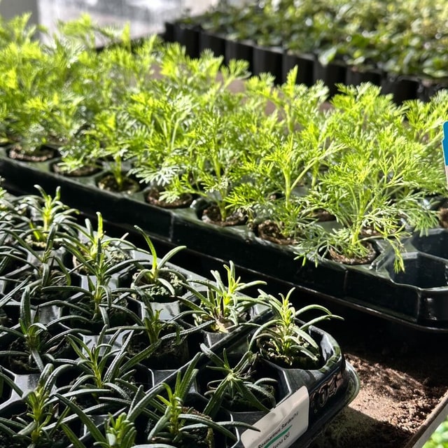 Microgreen Seeds for sowing